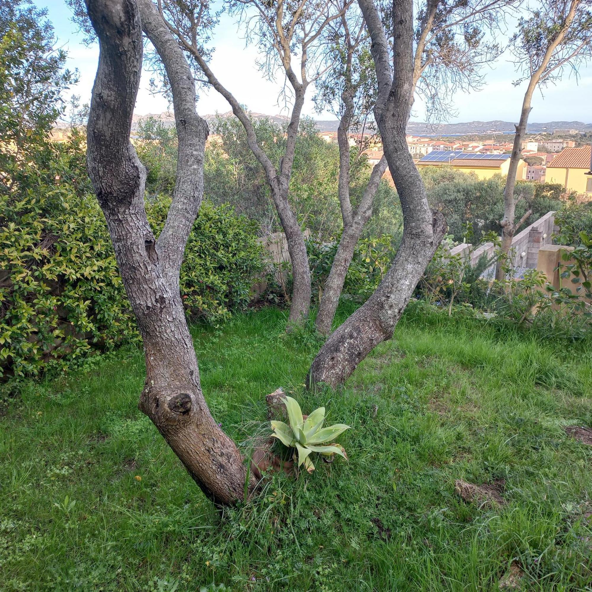 Villa Graziella La Maddalena  Esterno foto